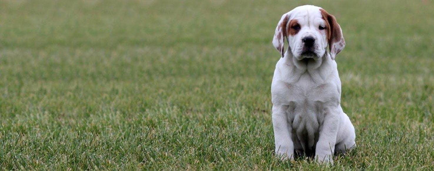 Bully store basset puppies